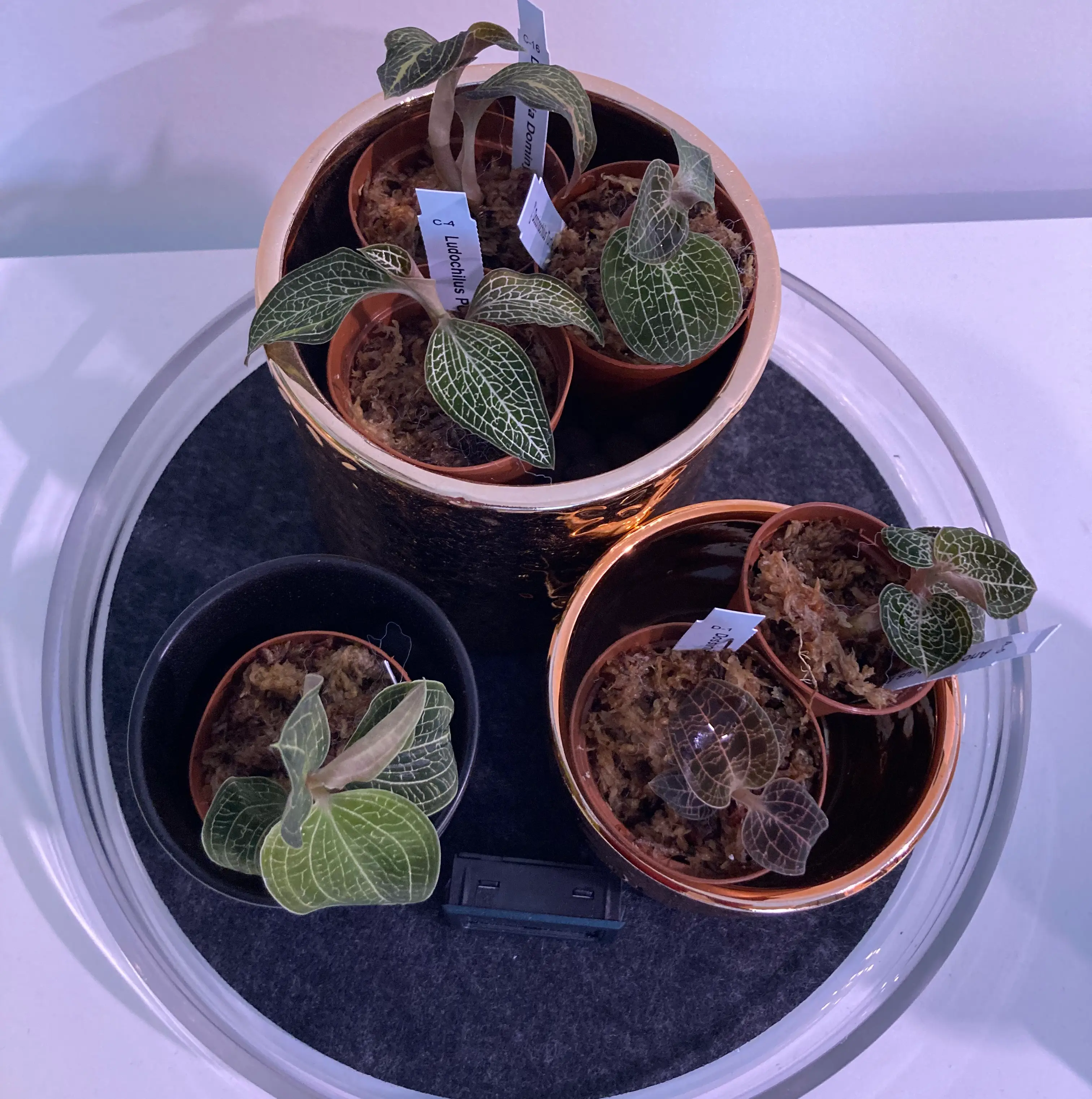 Multiple Jewel Orchid plants in various pots with visible soil, appearing healthy.