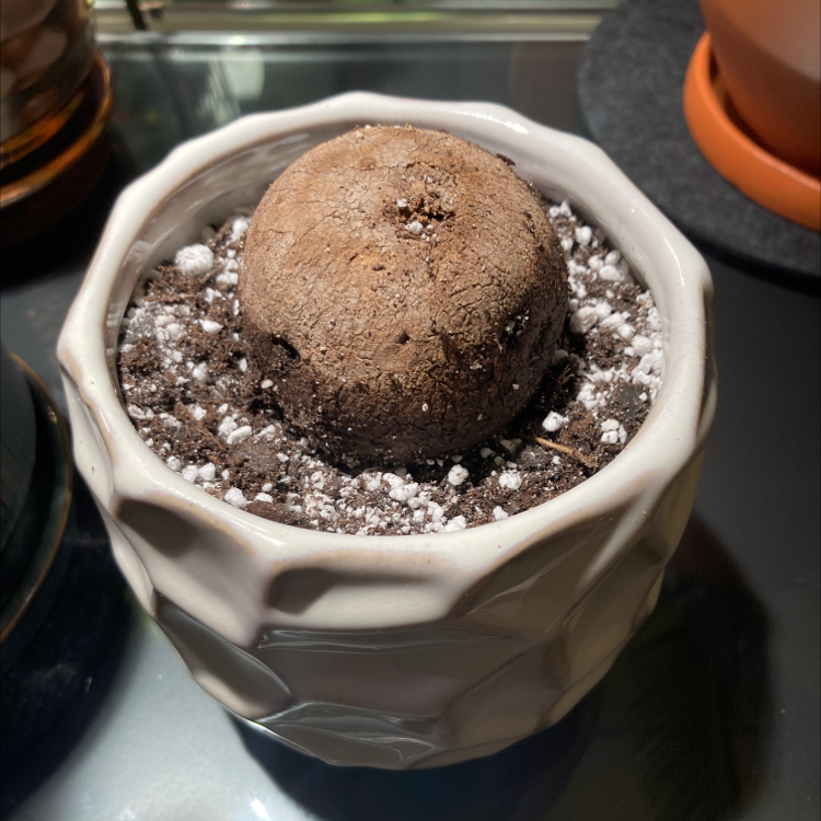 Potted Stephania erecta plant with a prominent bulb and well-drained soil.