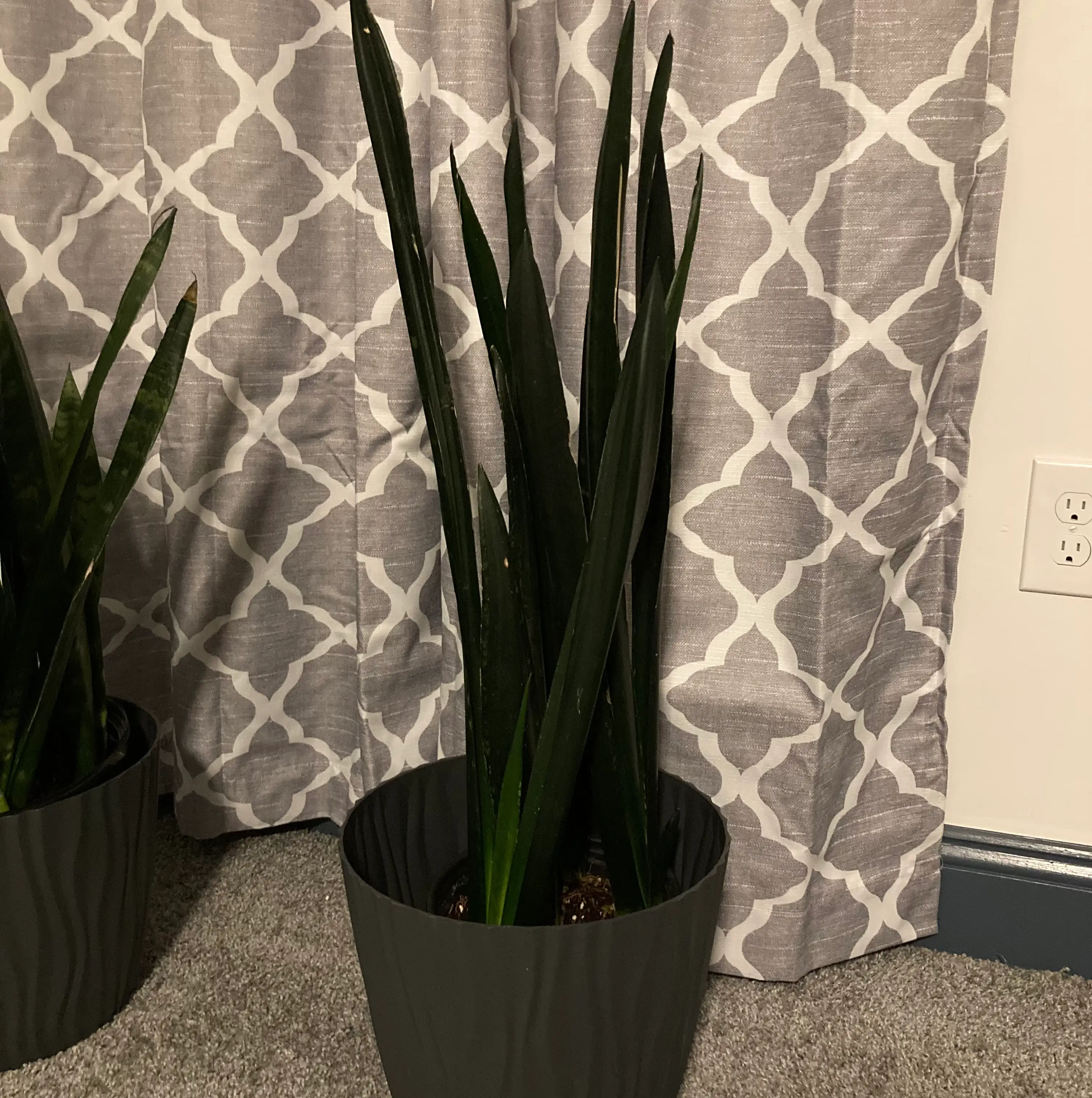 Photo of the plant species Snake Plant Zulu by @madtxn named Zulu on Greg, the plant care app
