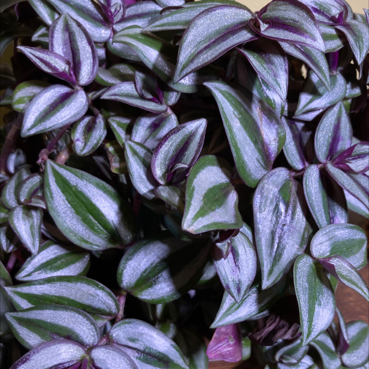 Photo of the plant species Tradescantia Zebrina by @madtxn named Sparkles on Greg, the plant care app