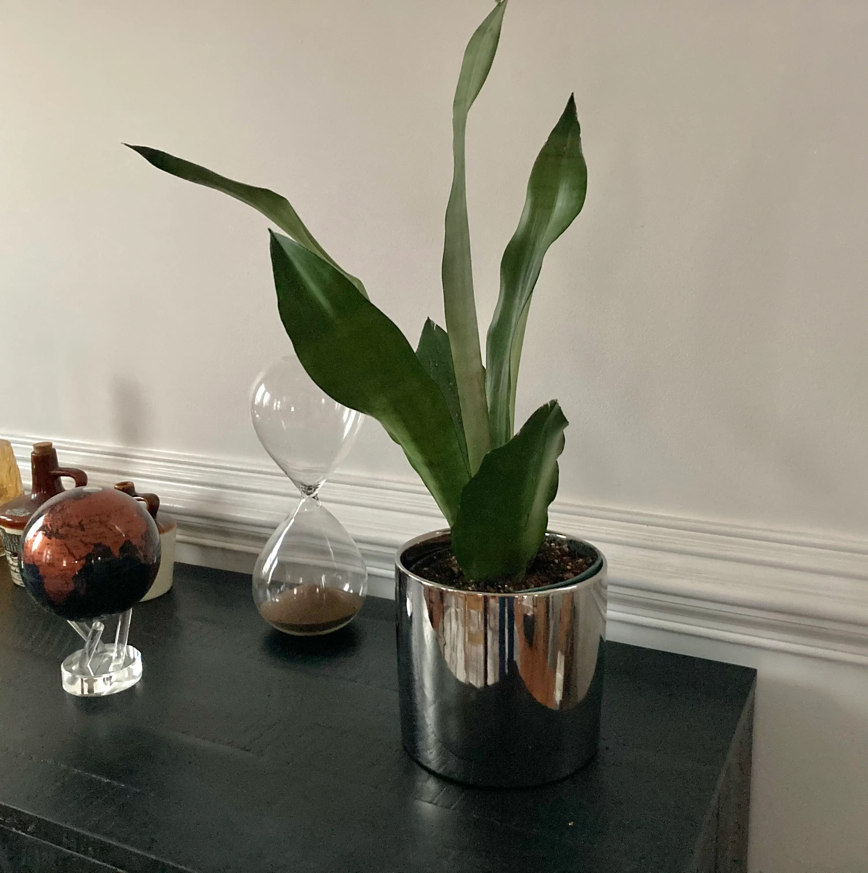 Silver Snake Plant in a reflective pot on a dark surface, appearing healthy.