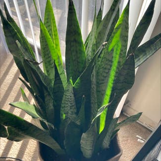 Snake Plant 'Black Coral' plant in Baltimore, Maryland