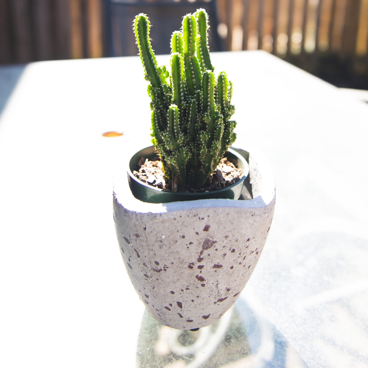 Photo of the plant species Fairy Castle Cactus by @madtxn named Frank on Greg, the plant care app