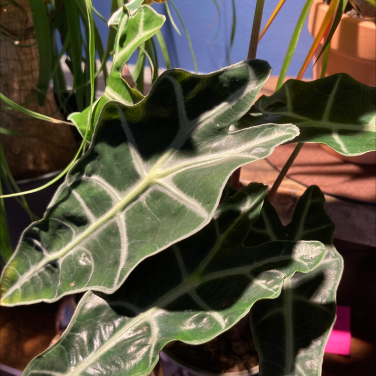Photo of the plant species Kris Plant by @madtxn named African Mask on Greg, the plant care app