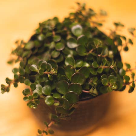 Photo of the plant species Sedum Makinoi by @madtxn named Maki on Greg, the plant care app
