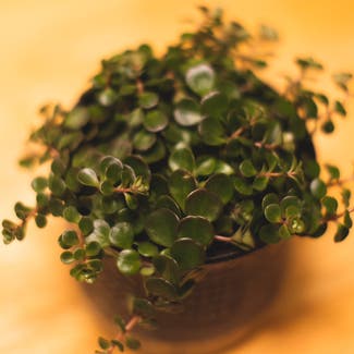 Japanese stonecrop plant in Baltimore, Maryland