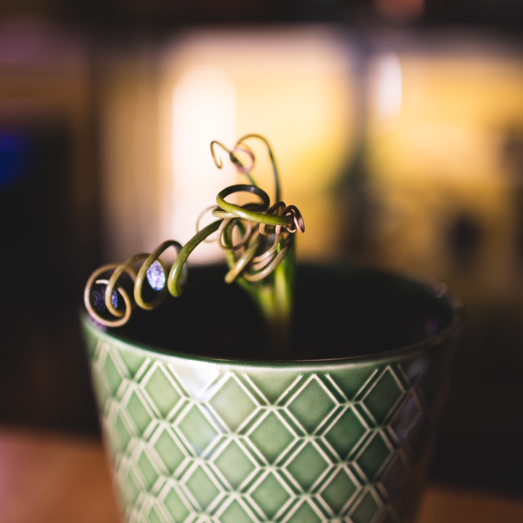 Photo of the plant species Albuca Spiralis by @madtxn named Frizz on Greg, the plant care app