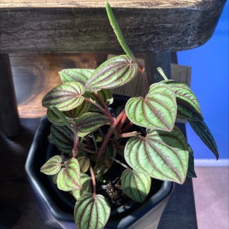 Emerald Ripple Peperomia plant in Baltimore, Maryland
