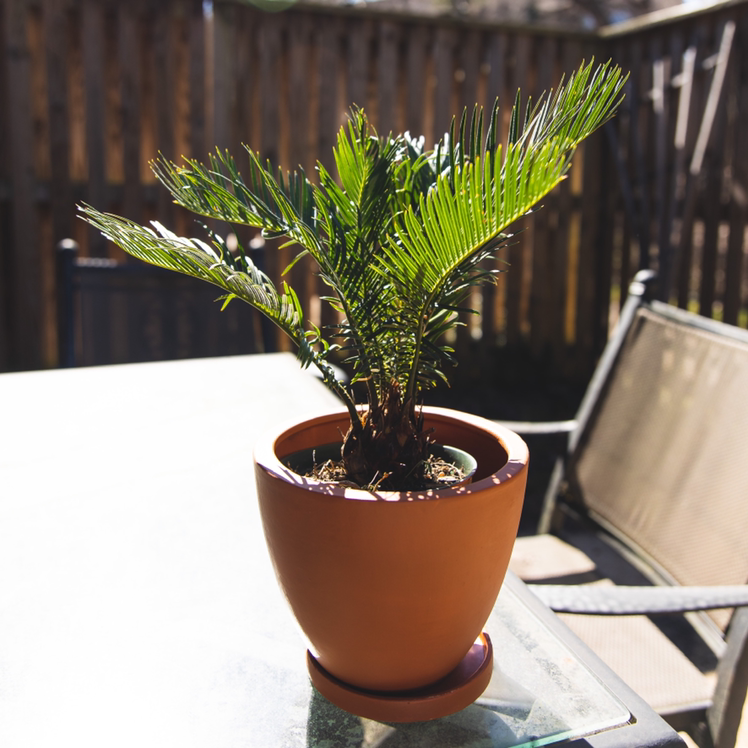 Photo of the plant species Sago Palm by @madtxn named Masego on Greg, the plant care app