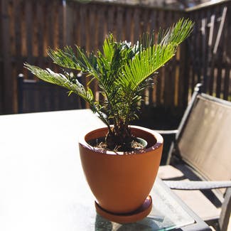 Sago Palm plant in Baltimore, Maryland