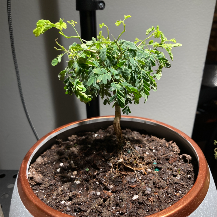 Photo of the plant species Brazilian Rain Tree by @madtxn named Rayne on Greg, the plant care app
