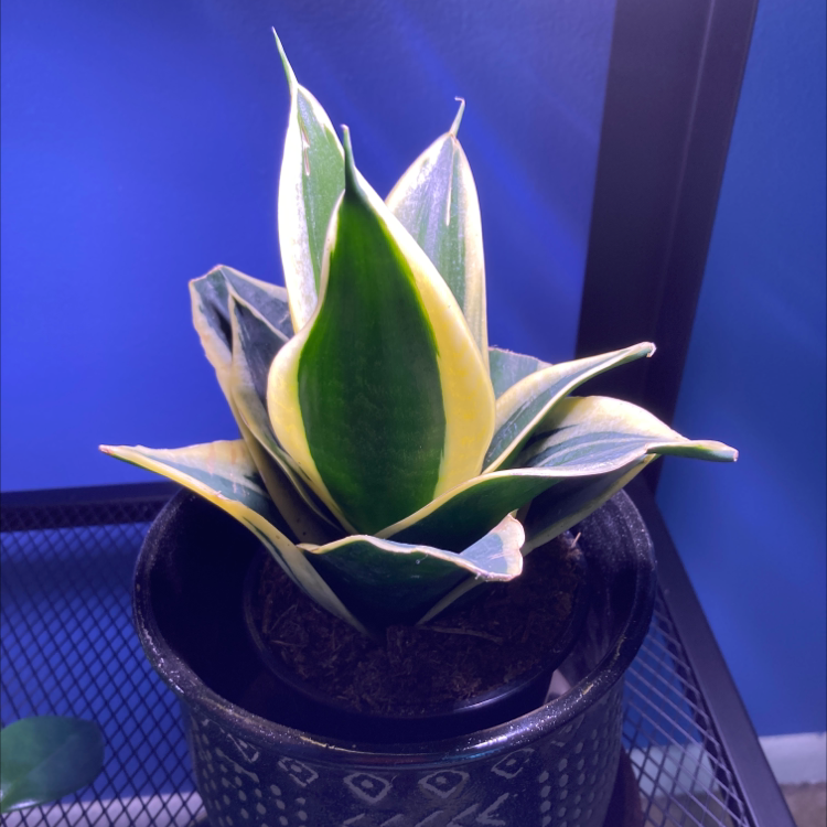 Dracaena 'Tornado' plant in a pot with vibrant green and yellow-edged leaves.