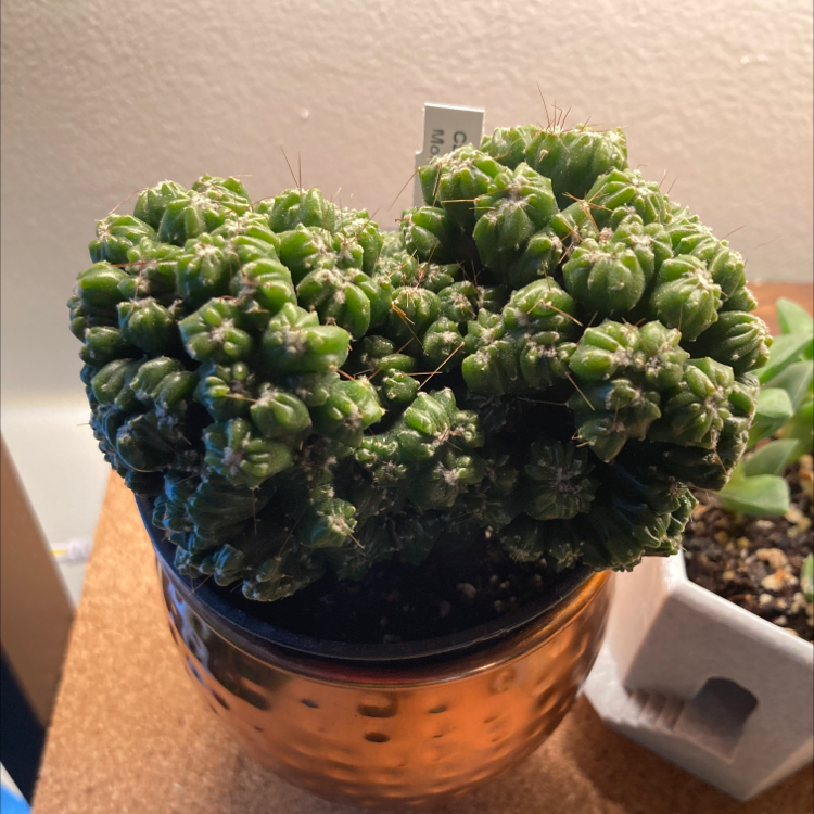 Photo of the plant species Gymnocalycium stenopleurum by @madtxn named Brain on Greg, the plant care app