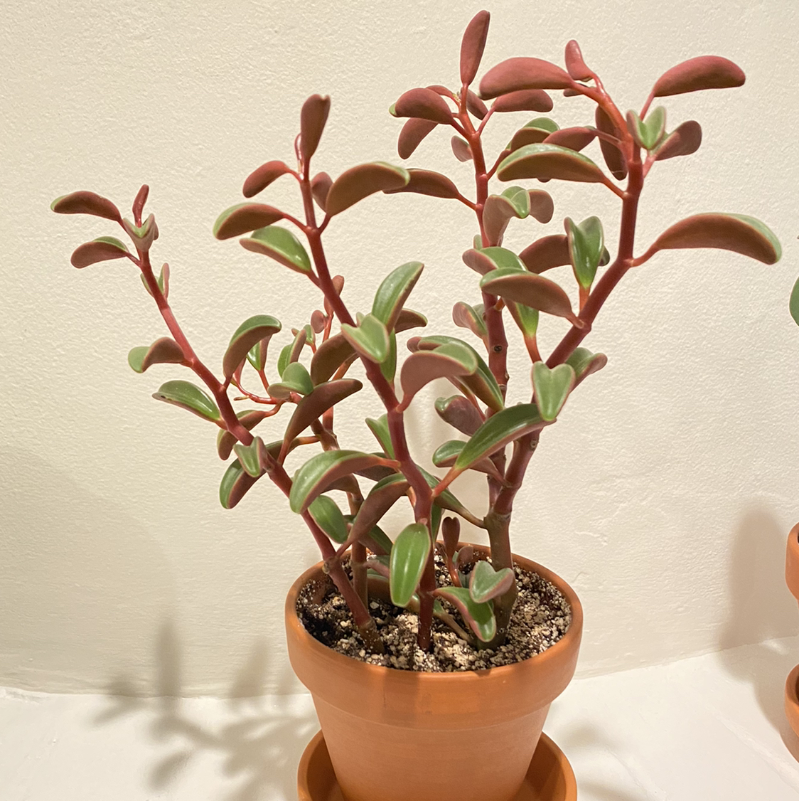 Photo of the plant species Peperomia graveolens 'Ruby Glow' by @0xnatalie named Peperomia Ruby Glow on Greg, the plant care app