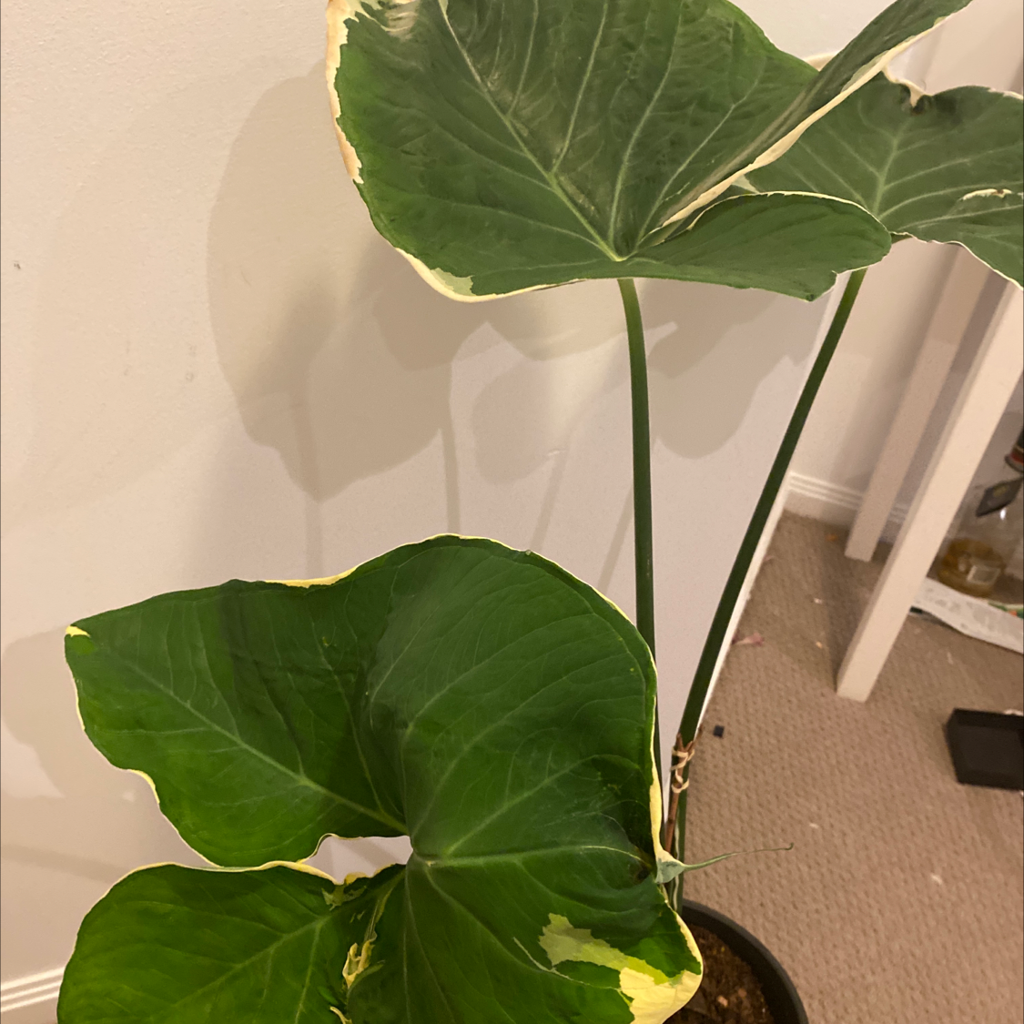 Mickey Mouse Taro plant with large green leaves, some yellowing and browning at edges, potted indoors.