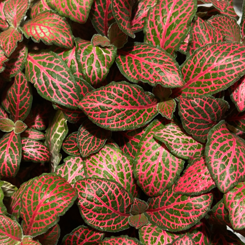 Nerve Plant plant photo by Zoe named Keanu Leaves on Greg, the plant care app.