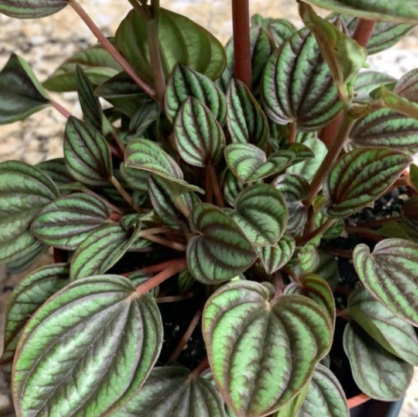 Photo of the plant species Piccolo banda by @papernoodlejr named Thor <3 on Greg, the plant care app