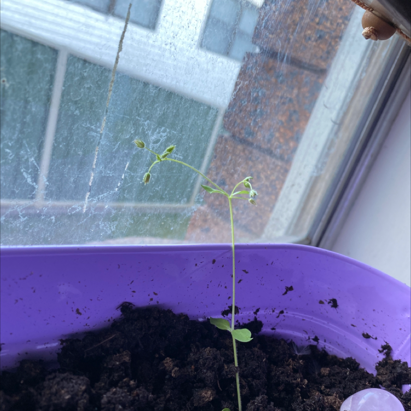Common Chickweed plant in a purple container with visible soil, placed near a window.