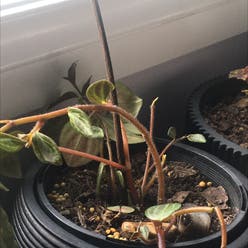 Peperomia trinervis plant