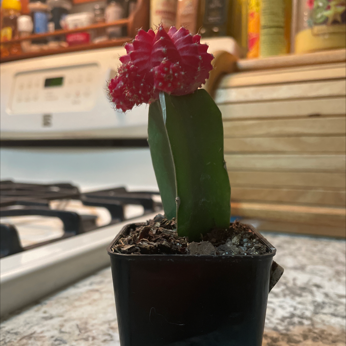 Moon Cactus plant photo by @plantbabies named Spike on Greg, the plant care app.