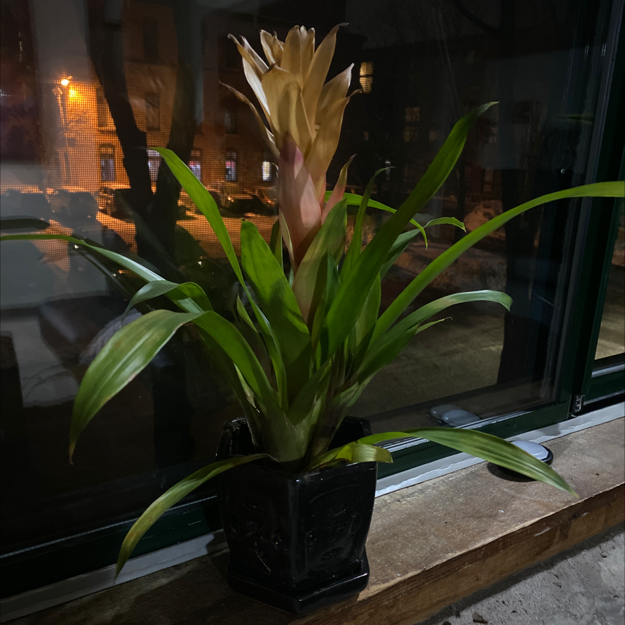Flaming Sword Bromeliad with a prominent flower spike on a windowsill at night.