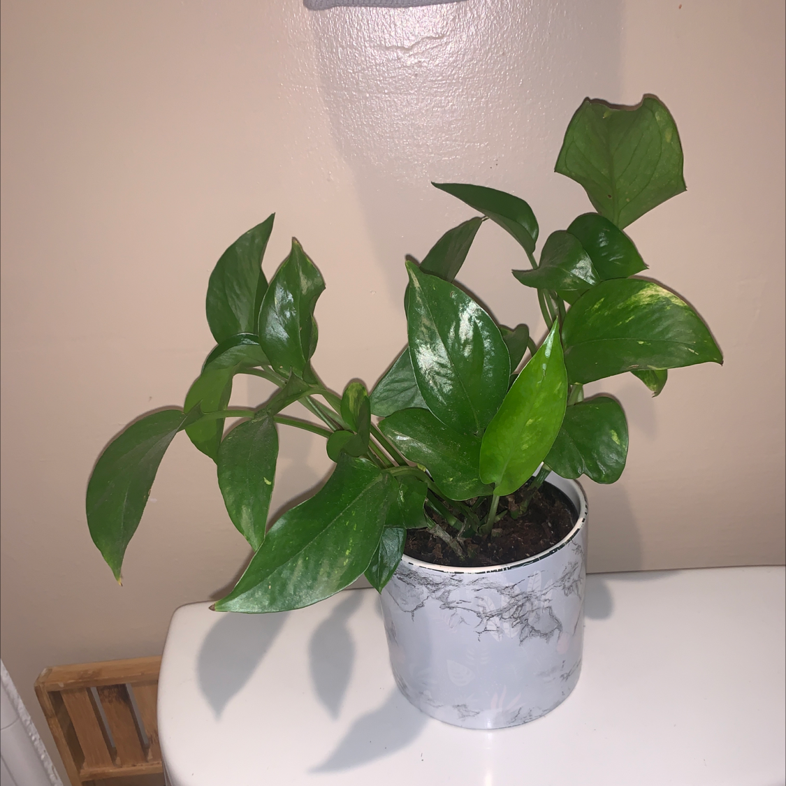Taro Vine plant photo by Diane named Your plant on Greg, the plant care app.
