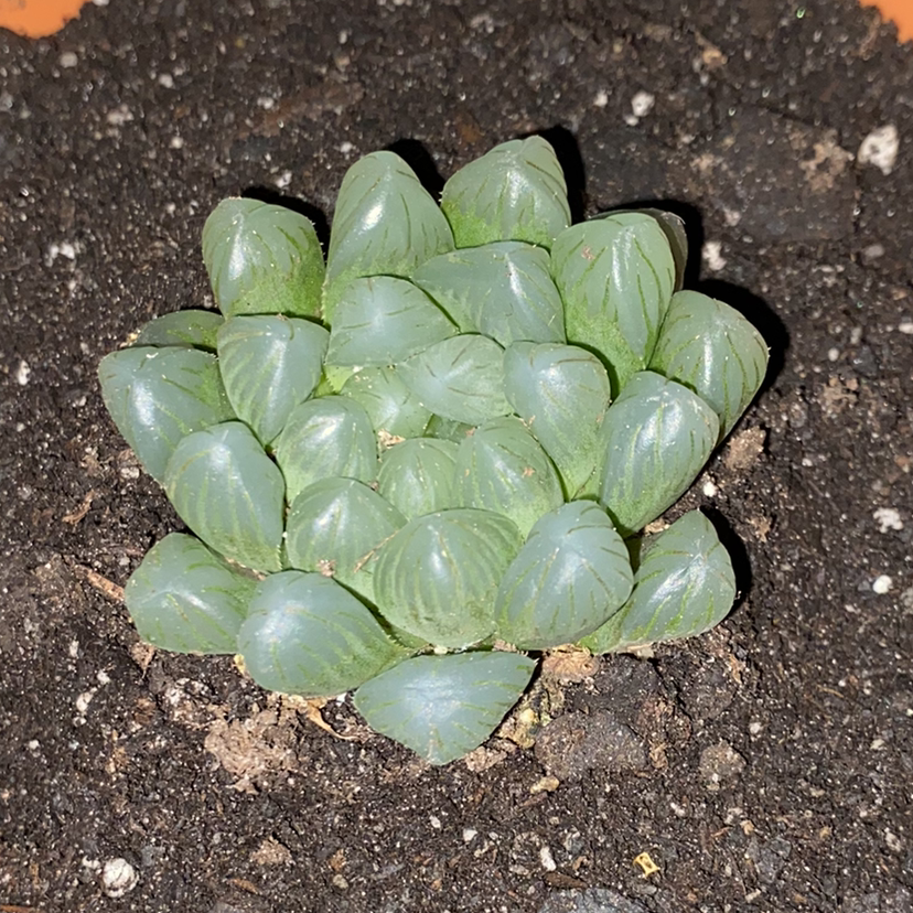 Healthy Haworthia cooperi plant with translucent, fleshy leaves in visible soil.
