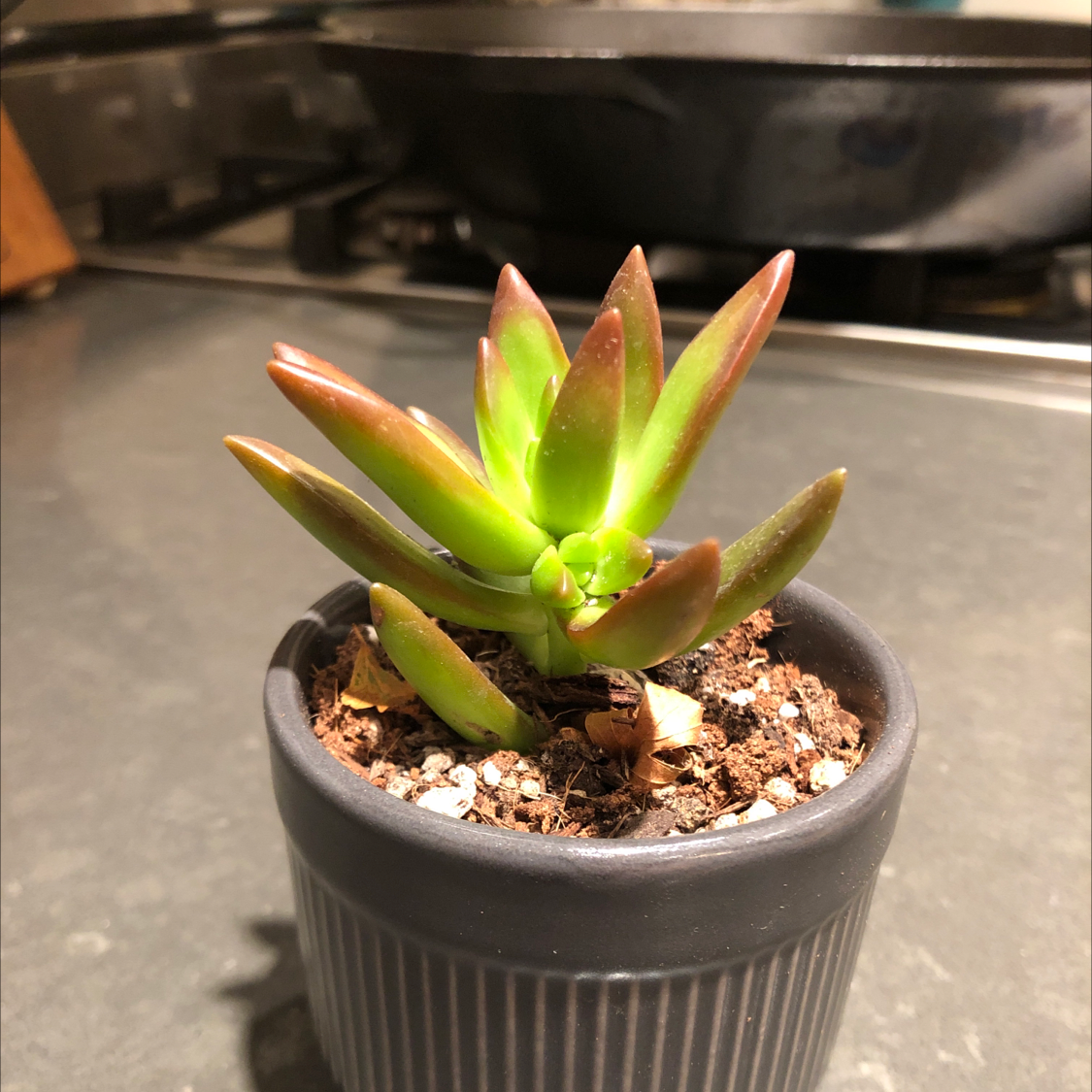 Gollum Jade plant in a small pot with visible soil, healthy green leaves with reddish tips.