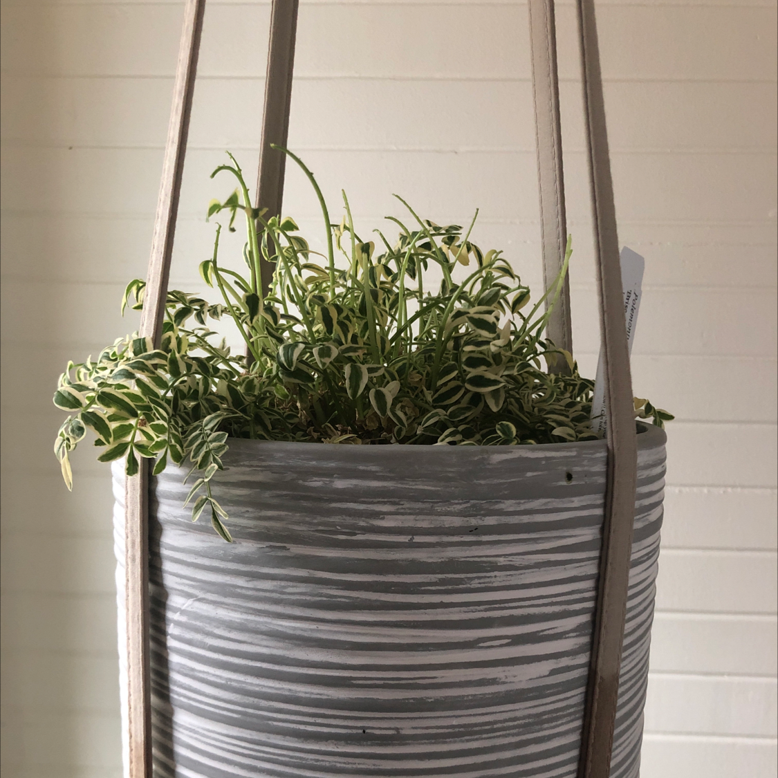 A healthy Peperomia japonica plant with trailing stems and variegated green and white leaves, growing in a hanging metal planter.