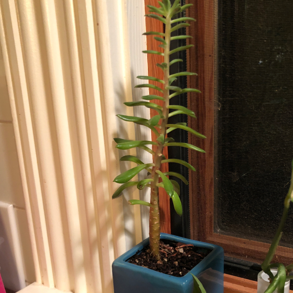 Mexican Firecracker plant in a blue pot near a window, with green leaves and visible soil.