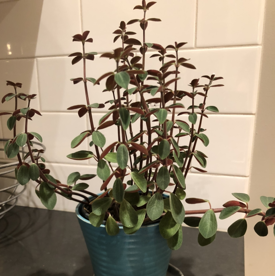 A thriving Vining Peperomia plant with round green leaves in a blue ceramic pot, showing no signs of discoloration or damage.