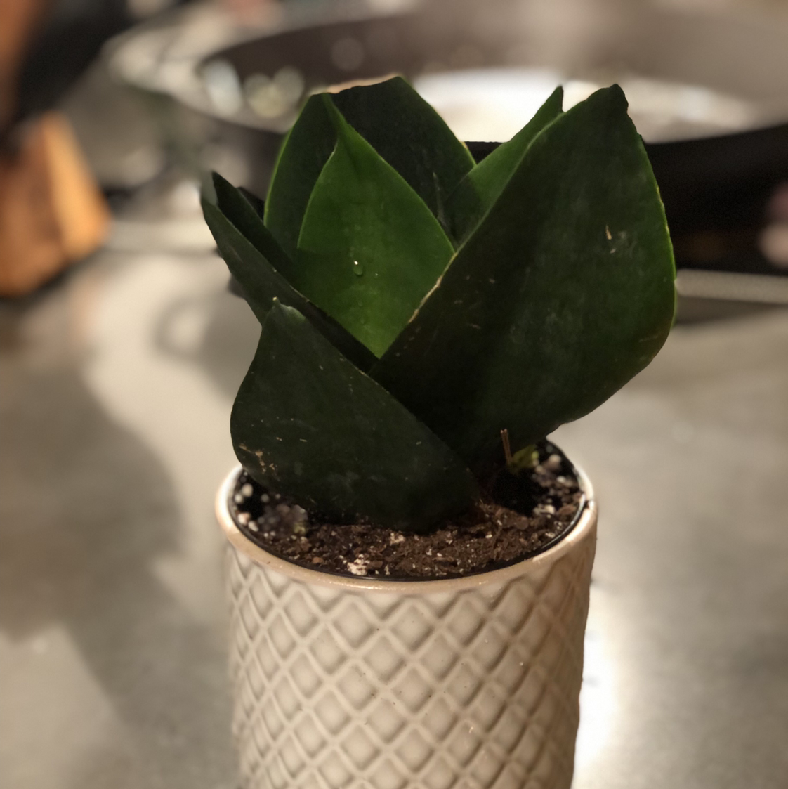 Samurai Dwarf Snake Plant in a white textured pot with dark green leaves.