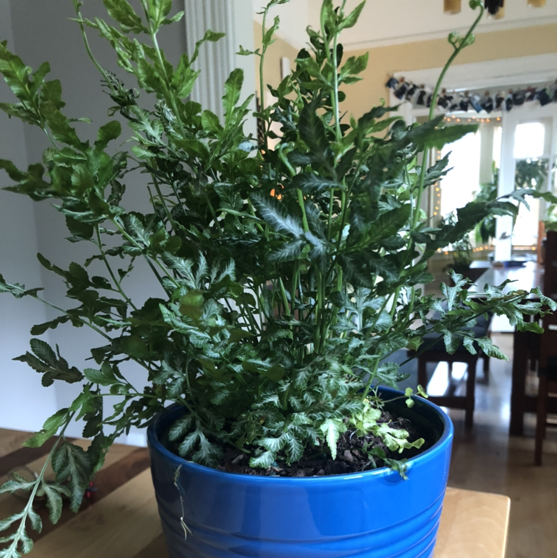 Healthy Brake Fern in a blue pot placed indoors.