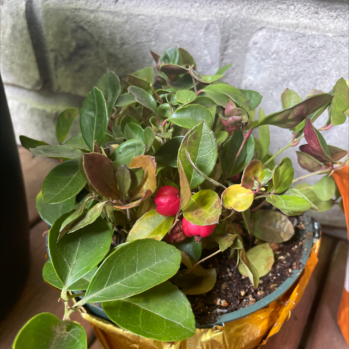 Potted Eastern Teaberry plant with green leaves and red berries, some leaves show browning and yellowing.