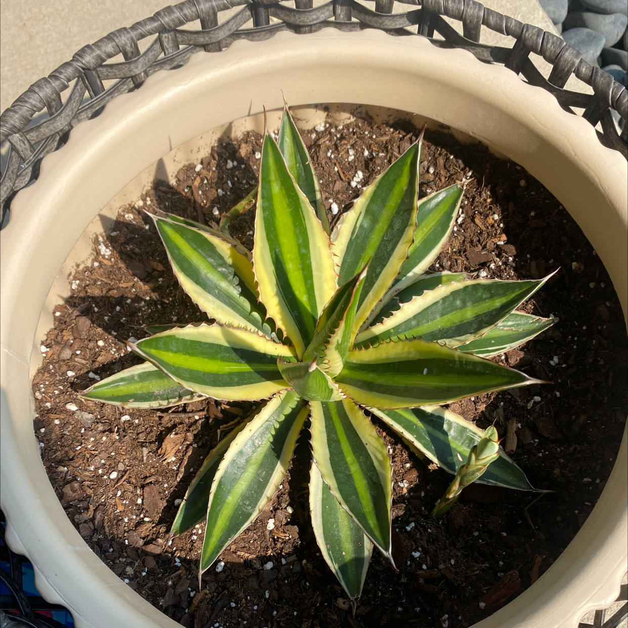 Thorn-Crested Century Plant in a pot with visible soil, healthy green leaves.