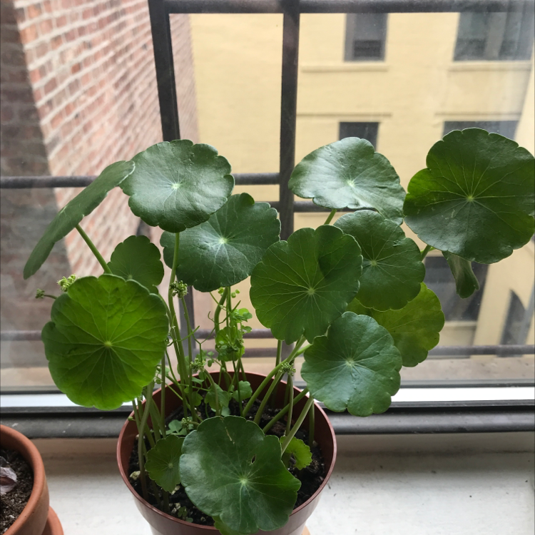 Potted Manyflower Marshpennywort plant on a windowsill with round, green leaves.