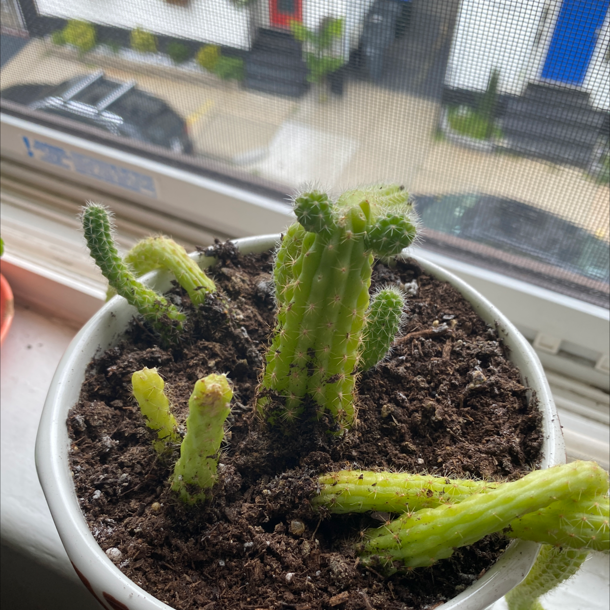 Rat Tail Cactus in a pot on a windowsill with visible soil and green stems.