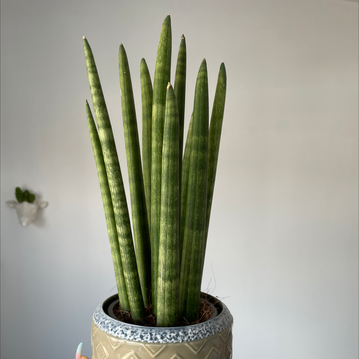 Photo of the plant species Cylindrical Snake Plant by @armanii named Medusa on Greg, the plant care app