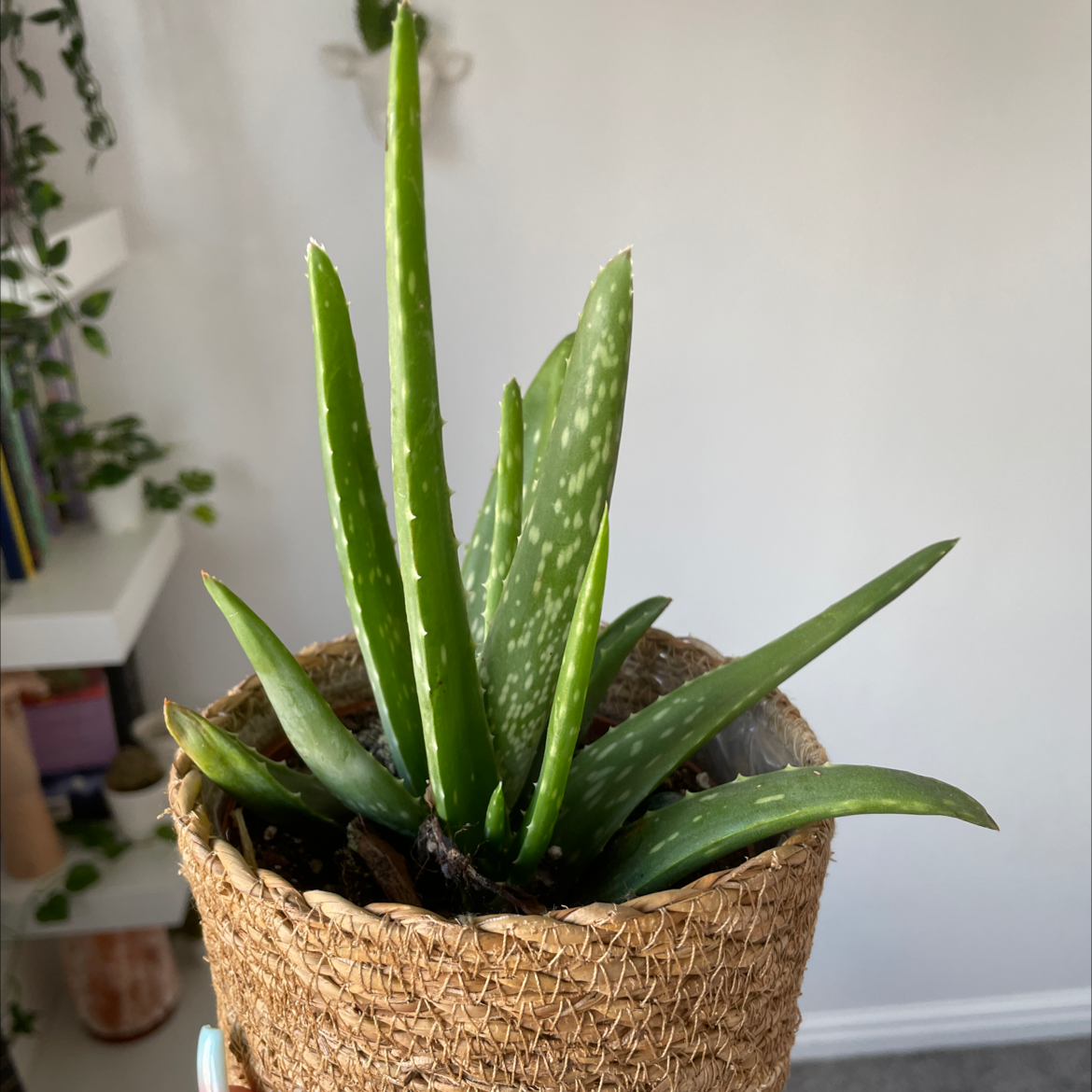 Aloe vera plant photo by @armanii named health hero on Greg, the plant care app.
