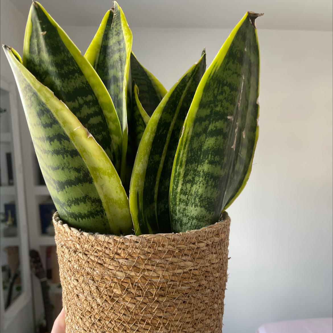 Snake Plant plant photo by @armanii named slippy on Greg, the plant care app.