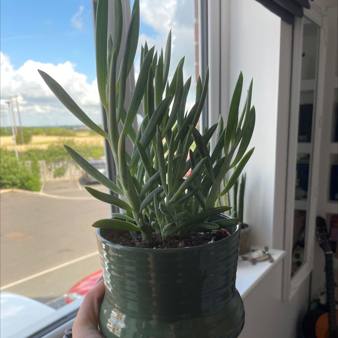 Narrow-Leaf Chalk Sticks plant photo by @armanii named blue on Greg, the plant care app.