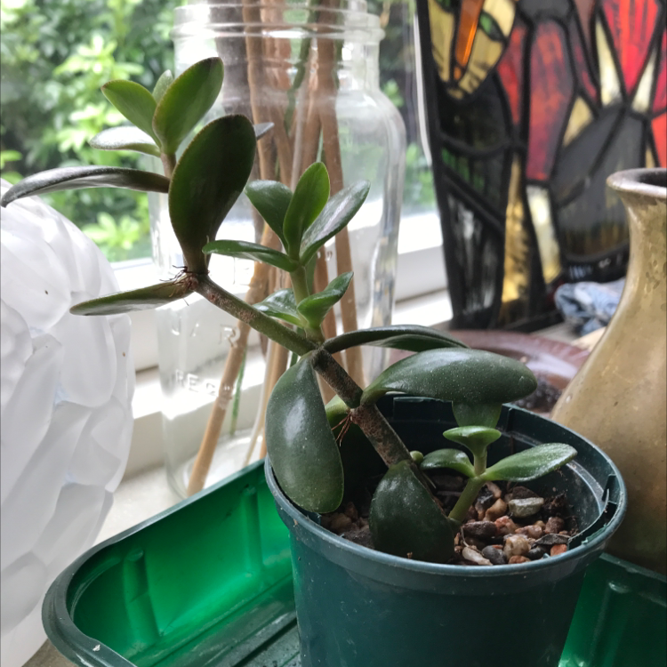 Lucky Plant plant photo by Tilly named Jade on Greg, the plant care app.