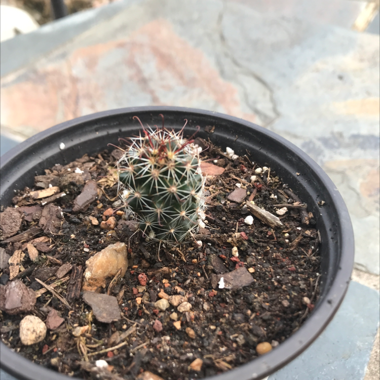 Photo of the plant species Scheer's Fishhook Cactus by Randy r named Your plant on Greg, the plant care app