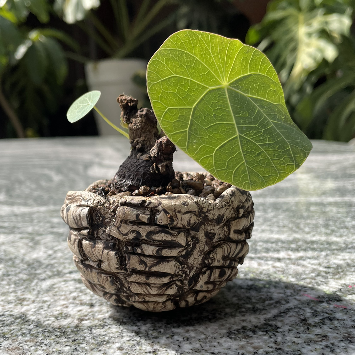 Petiolate Fig plant in a textured pot with green leaves and visible soil.