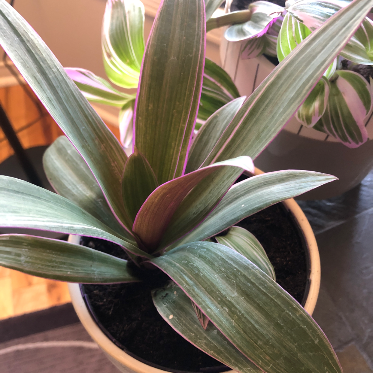 Photo of the plant species Pink Stripe Spiderwort by @PoisonIvy1 named Harper on Greg, the plant care app