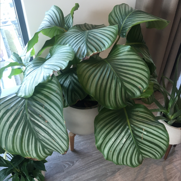 Calathea Orbifolia plant with large, striped leaves indoors near a window.