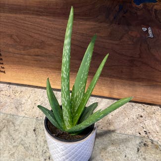 Aloe Vera plant in Saint George, Ontario