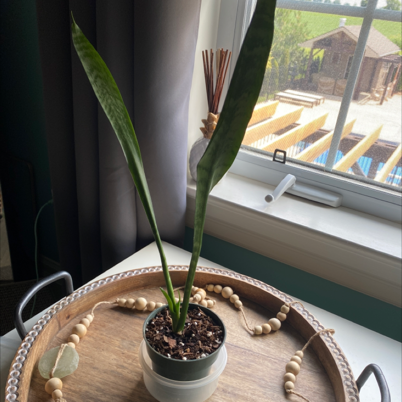 Snake Plant plant photo by @taylor97 named Sylvester on Greg, the plant care app.