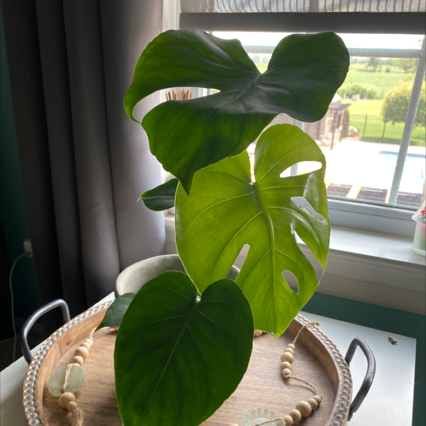 Monstera plant photo by @taylor97 named Monty on Greg, the plant care app.