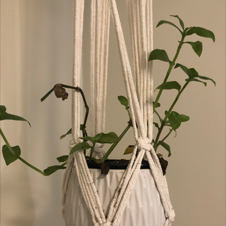 Tradescantia 'Yellow Zebra' plant in a hanging pot with some browning leaves.